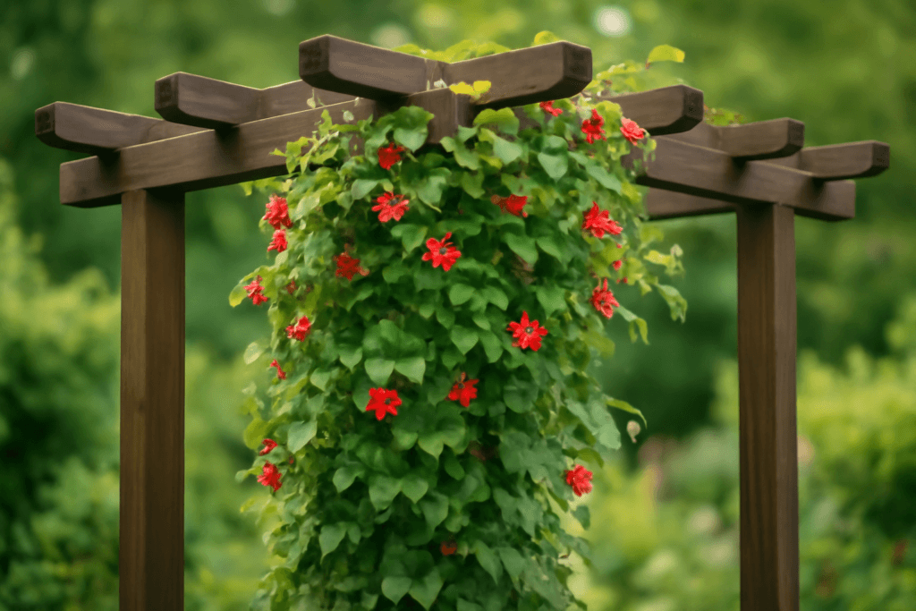 Rośliny pnące na pergolę szybki wzrost 2026