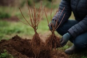 Krzewy owocowe z gołym korzeniem – sadzenie i wybór