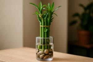 pielegnacja-draceny-sandera-lucky-bamboo-w-domu-2-1