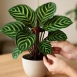 Pielęgnacja kalatei (Calathea) w domu