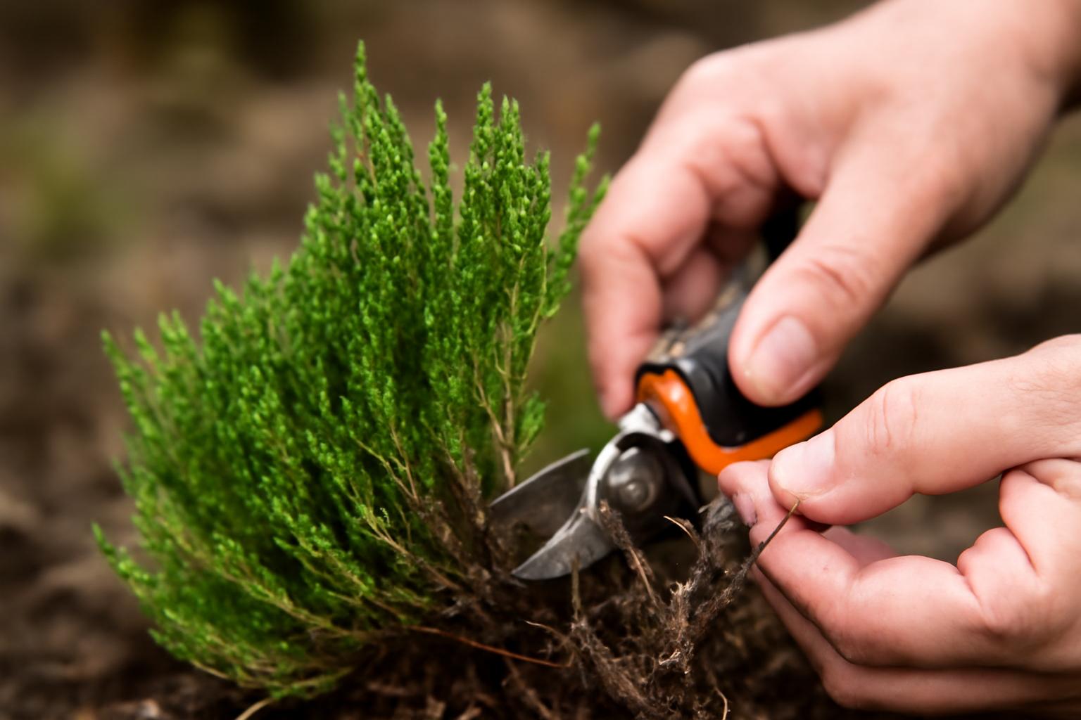 Przycinanie wrzosów – termin, technika i pielęgnacja