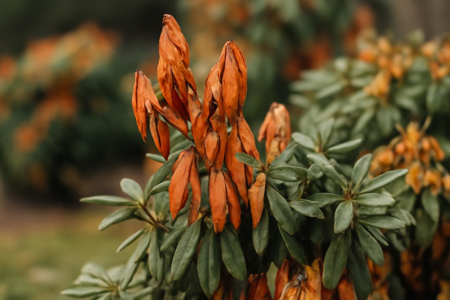 Przygotowanie ogrodu na zimę &ndash; prace i zabezpieczenia