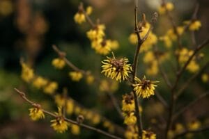 Uprawa i zastosowanie oczarów (Hamamelis)