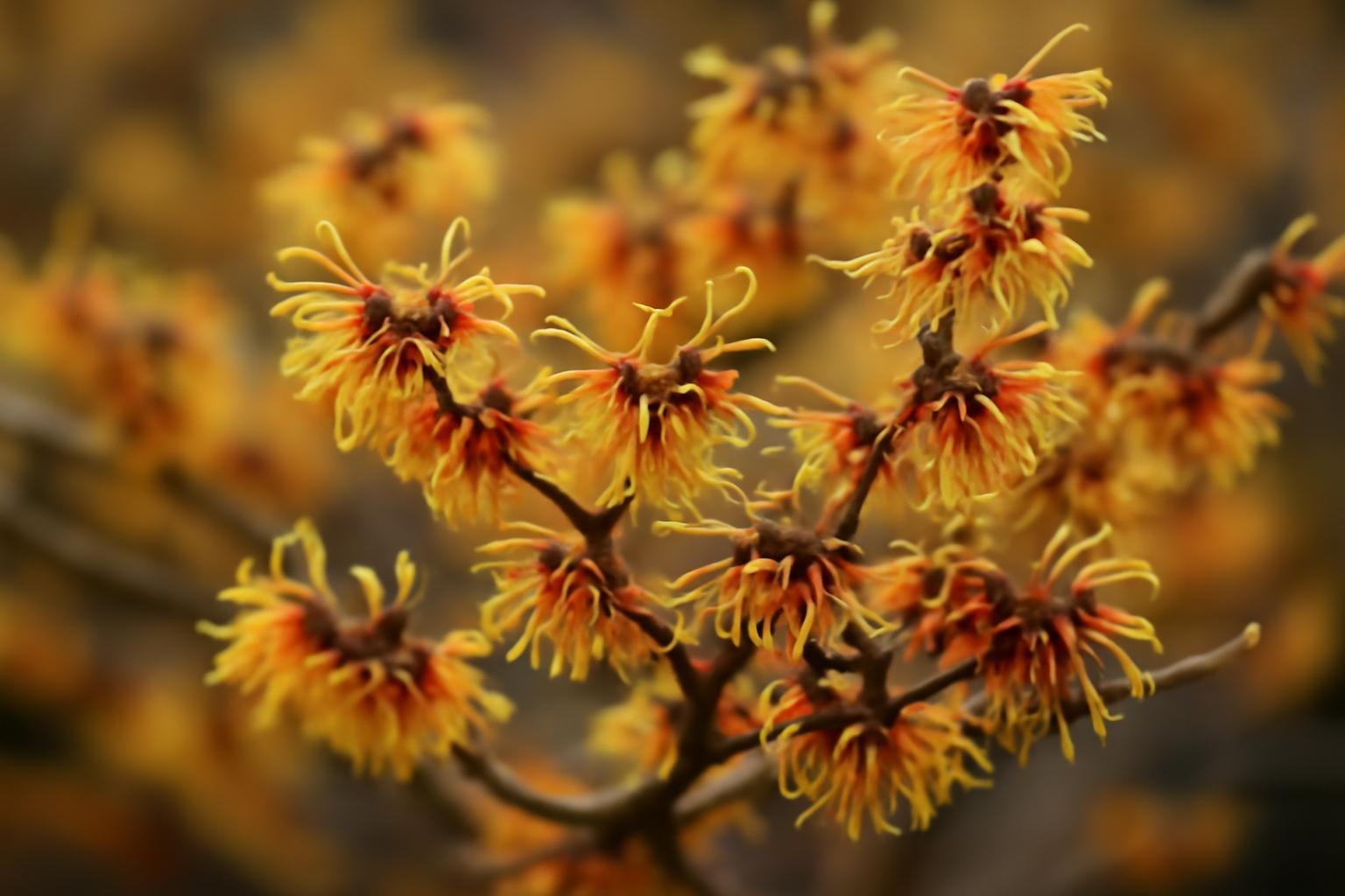 Uprawa i zastosowanie oczarów (Hamamelis)